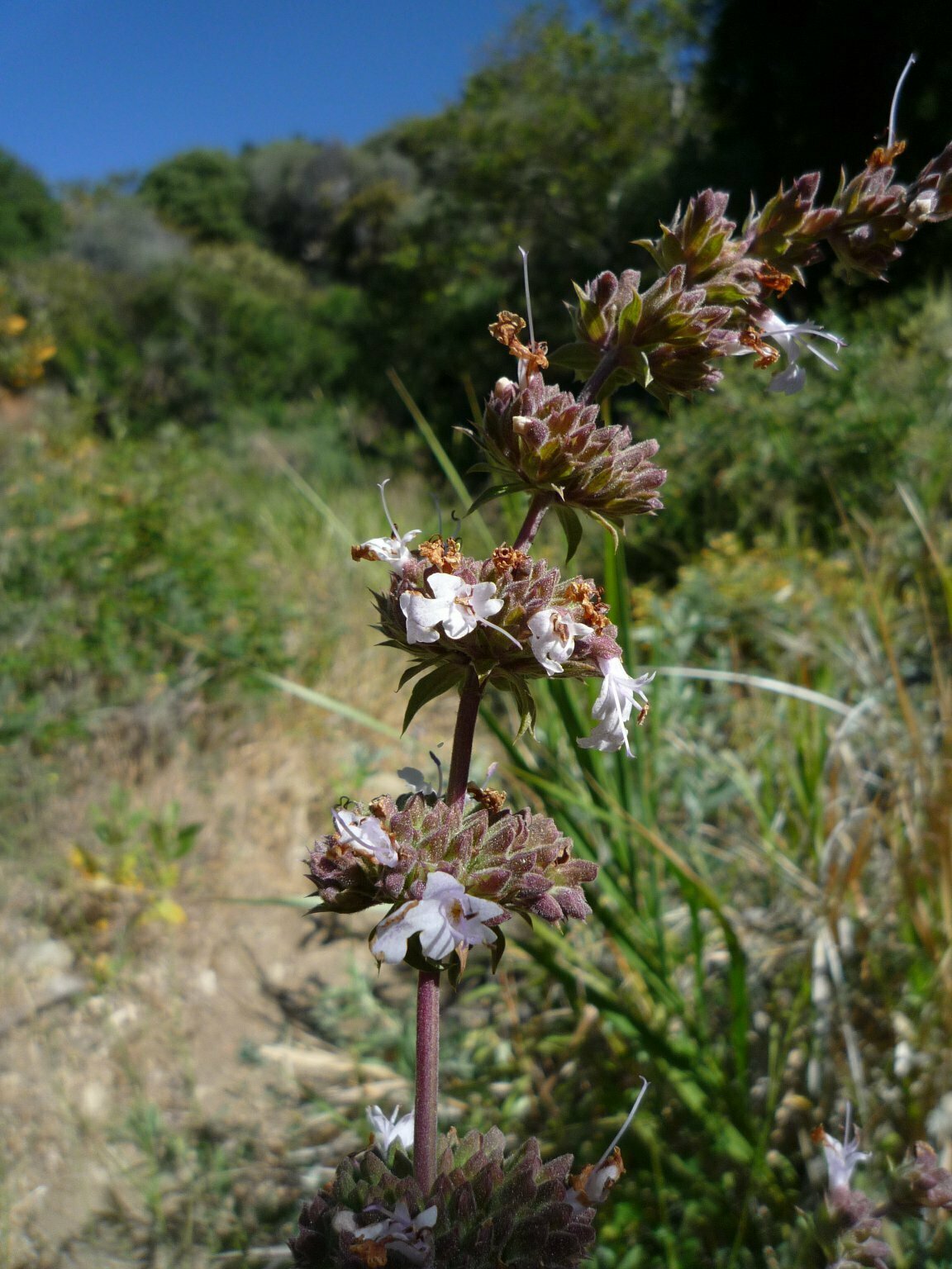High Resolution Salvia sp. Flower